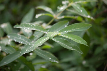 Fototapeta na wymiar Honeysuckle leaves in water droplets after rain. High quality photo
