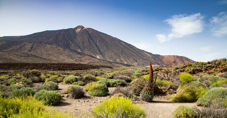 tajinastes, the unique and special flowers in the Teide National Park, Tenerife, Spain