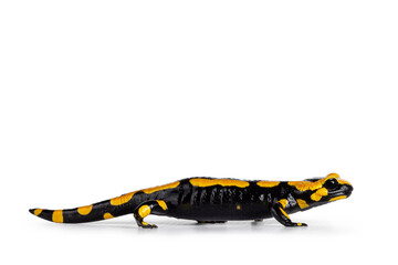 Close up from black with yellow Fite Salamander, walking side ways. Isolated on a white background.