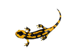 Top view of black and white Fire Salamander aka Salamandra salamandra. Standing on white background.