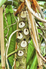 Trunk of exotic 'Thaumatophyllum' plant with shed leaves leaving scars  that look like eye like markings on trunk