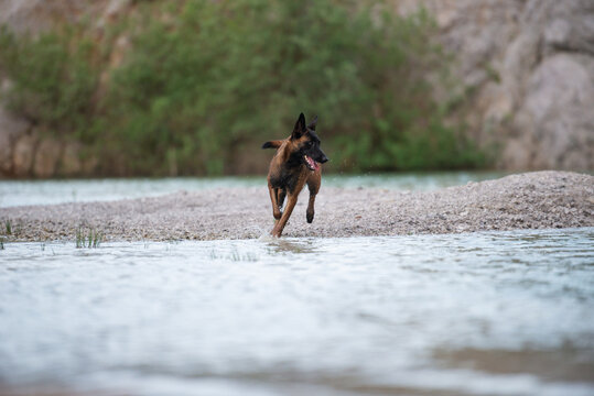 Shepherd dog running into the lake water