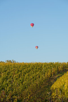 Hot air balloons flying over the famous vineyards of Alsace, France