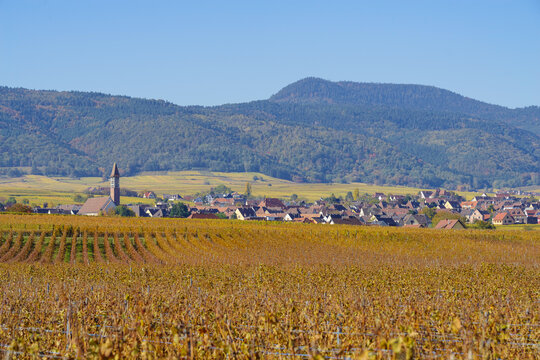 Bennwihr village from across vineyard, France