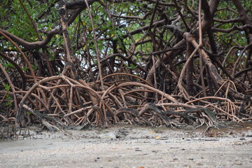 mangue em Morro de São Paulo