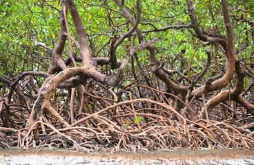 mangue em Morro de São Paulo