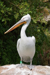 Dalmatian pelican