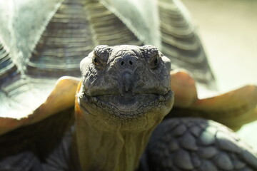 African Spurred Tortoise