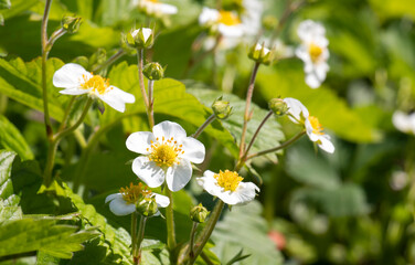 many white strawberry flowers close-up on a strawberry planting field. The concept of spring and summer, agriculture and gardening, ecological harvest