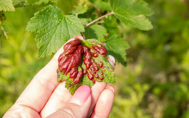 A leaf of a redcurrant bush in early summer, infected with a gall aphid pest (Capitophorus ribis, Aphididae). The aphid absorbs plant juices, the leaves are deformed, reddish,.