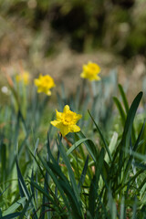 早春の花の文化園（大阪府河内長野市）