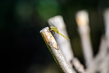 One small yellow dragonfly with blurred background in a garden in a sunny summer day.