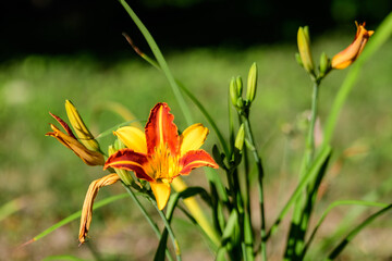 Vivid yellow and red daylily, Lilium or Lily plant in a British cottage style garden in a sunny summer day, beautiful outdoor background photographed with soft focus.