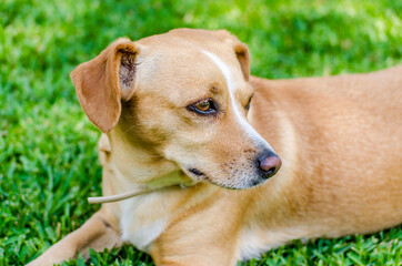 Cute Blond Haired Dog Relaxing on Green Grass. Sitting Outdoors in the Backyard at Summer Time. Portrait of a Beautiful Kokoni Greek Breed.