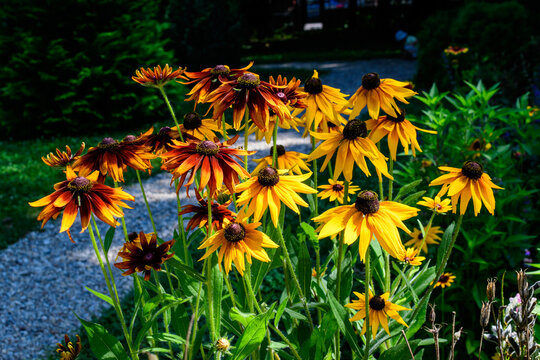 Group of bright yellow flowers of Rudbeckia, commonly known as coneflowers or black eyed susans, in a sunny summer garden, beautiful outdoor floral background photographed with soft focus.