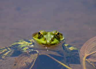 Frog sitting at the shore of a pond and looking at camera, Pelophylax esculentus