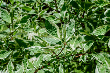 Many small vivid variegated green and white leaves on branches of Cornus Alba Elegantissima shrub.in a garden in a sunny spring day, beautiful outdoor botanical background with selective focus