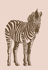 Vector zebra standing , sepia background,graphical vintage illustration