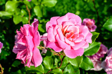 Large green bush with many fresh vivid pink roses and green leaves in a garden in a sunny summer day, beautiful outdoor floral background photographed with soft focus.