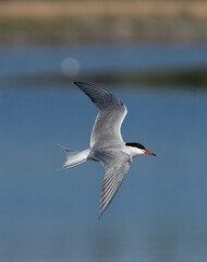 Fototapeta na wymiar Fisktärna. Common tern, (Sterna hirundo)