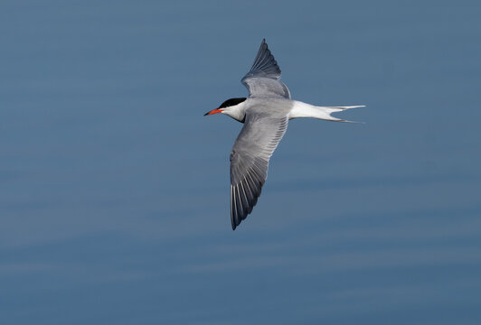 Fiskt&auml;rna. Common tern, (Sterna hirundo)
