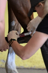 Tierärztin untersucht und behandelt ein Pferd mit Sehnenschaden