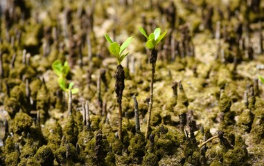 vegetação de mangue