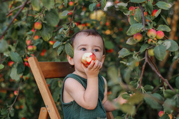 A cute one-year-old child with pleasure eats an apple in an apple garden. The child has a great...