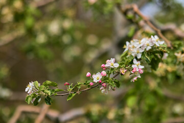 Apple trees orchard in the late spring early summer, ready to bloom