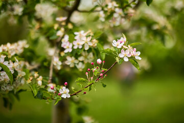 Apple trees orchard in the late spring early summer, ready to bloom