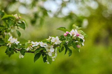 Apple trees orchard in the late spring early summer, ready to bloom