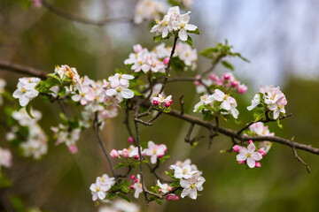 Obraz premium Apple trees orchard in the late spring early summer, ready to bloom