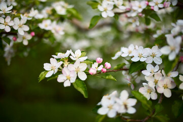 Obraz premium Apple trees orchard in the late spring early summer, ready to bloom