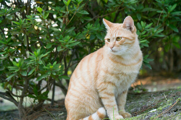 Naklejka na ściany i meble 京都の森に暮らす野良猫 