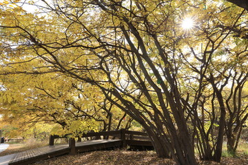 Fototapeta premium Beautiful trees and paths in autumn
