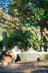 Stray cat living in a Japanese forest