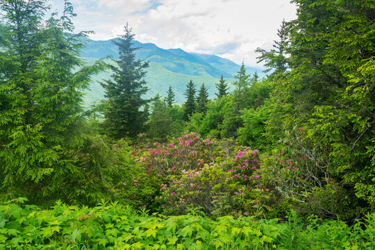 Springtime on Mount Mitchell NC with clearing rain clouds beautiful Horizontal Photo evergreens and rhododendron in full bloom, plants yellow flowers many shades of green Appalachian Mountains 