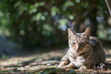Stray cat living in a Japanese forest