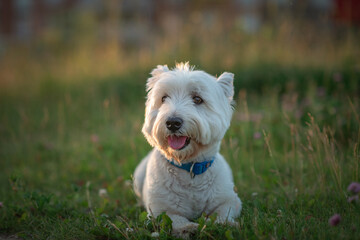 West Highland White Terrier on a walk on a summer evening.