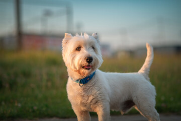 West Highland White Terrier on a walk on a summer evening.