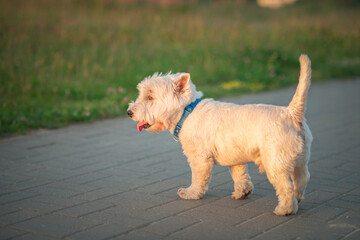 West Highland White Terrier on a walk on a summer evening.