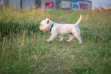 West Highland White Terrier on a walk on a summer evening.