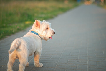 West Highland White Terrier on a walk on a summer evening.