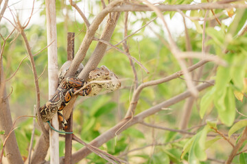 lizard on the tree