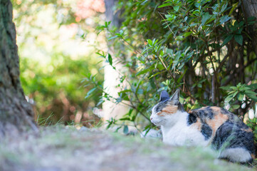 Naklejka na ściany i meble 京都の公園でリラックスする野良猫