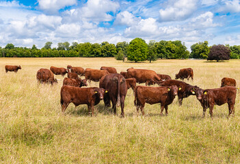 Fototapeta na wymiar Red Ruby Devons or North Devon cows grazing in the field on a sunny and clouds day in a open field with tall dried grass.