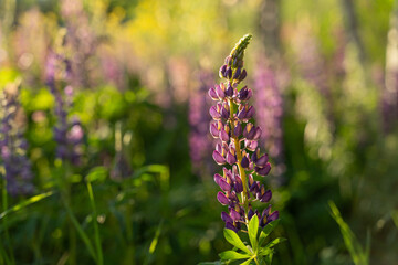 lupins at sunset with backlight