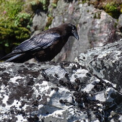 raven on the rock