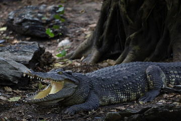 The thai crocodile rest on the garden