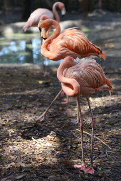 The flamingo is beautiful and cute in garden
